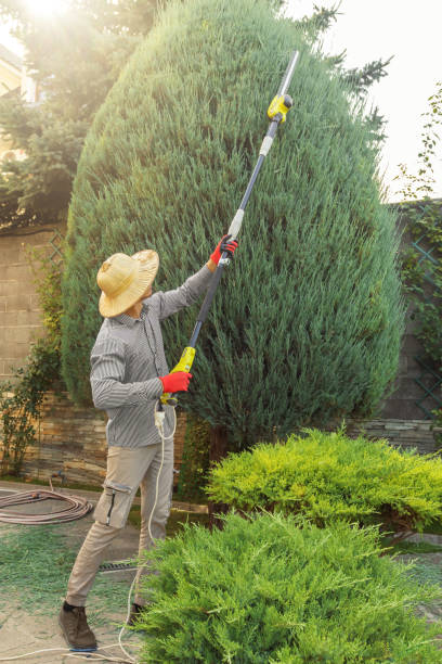 Best Fruit Tree Pruning  in Oceanside, CA